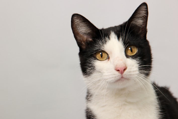 black market websites credit cards