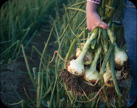 onions links